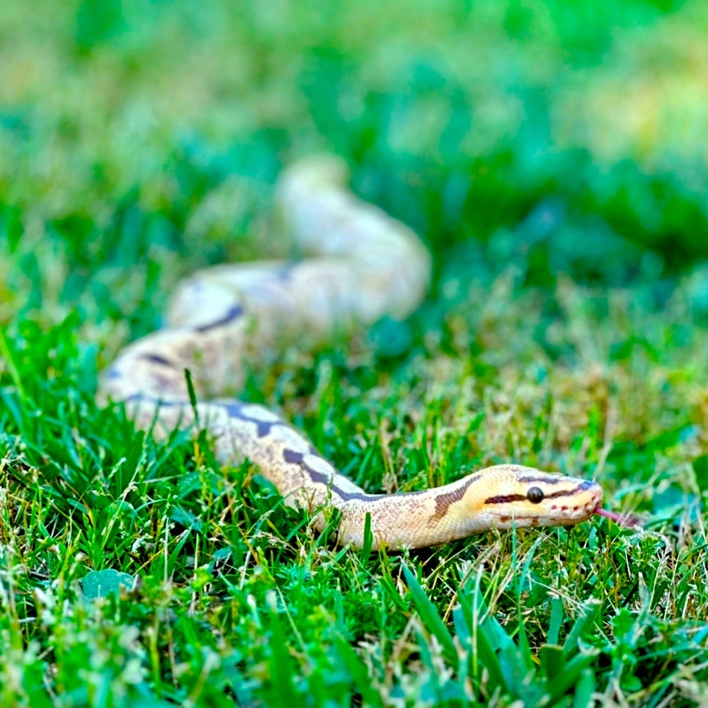 Meet your Posher, Christen